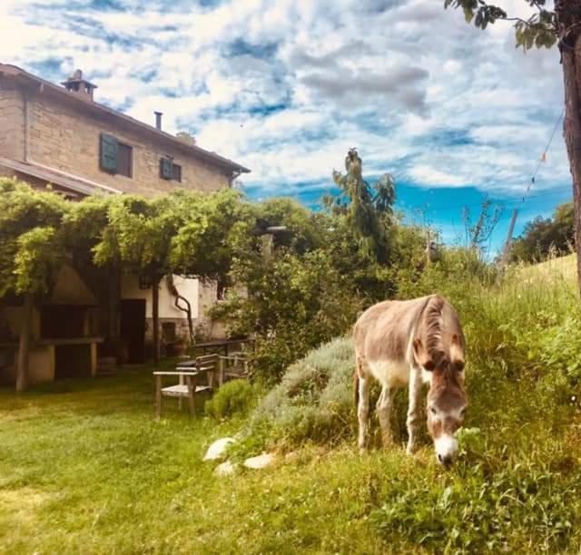 B&B Luna E Stelle Premilcuore Exterior photo